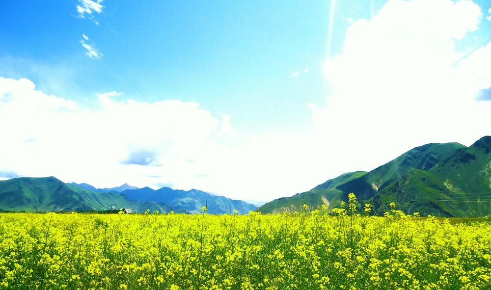 深圳、西宁、拉萨、林芝桃花节三飞一卧七日游